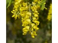 Laburnum anagyroides